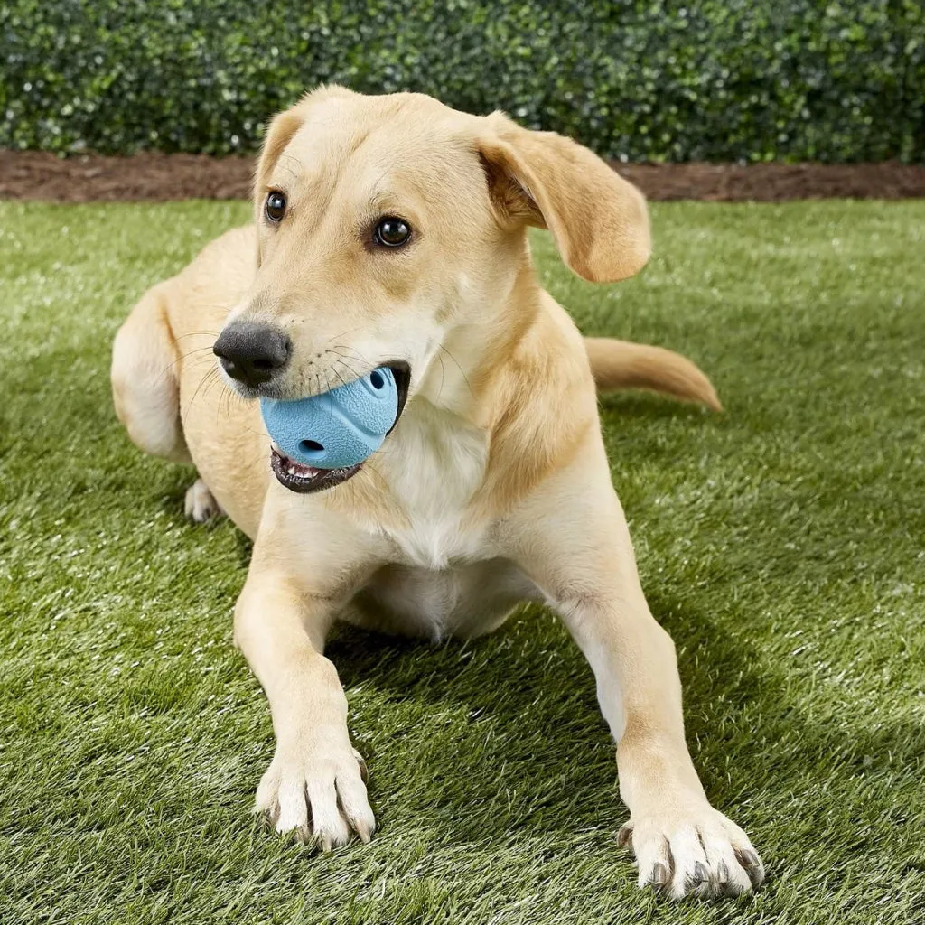 Chuckit! The Whistler Ball Toy For Dogs